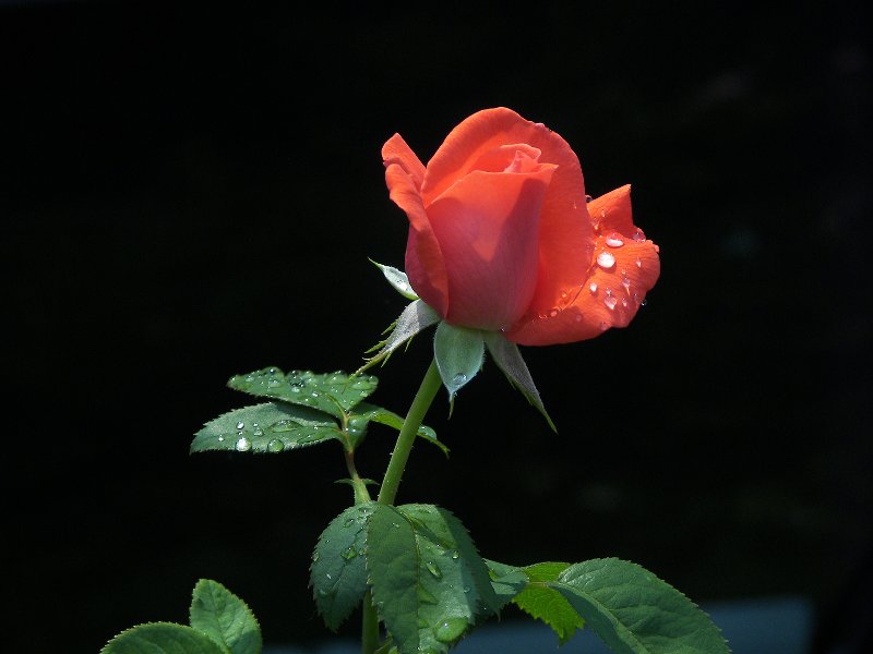 [Click 2 View Larg]